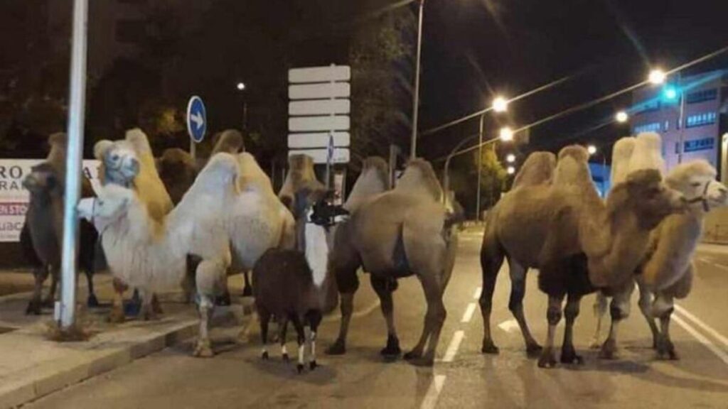 Sirkten Kaçan Develer ve Lama Sokaklarda Gezdi..!!!